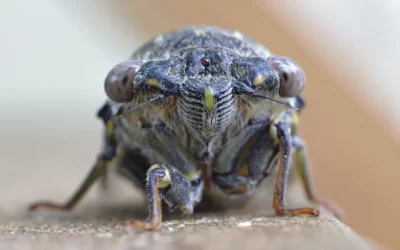 What Cicadas Can Teach Us About Growth
