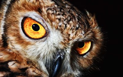Want to Develop Your Intuition? See the World Like an Owl Does (A Wild Hunch #5)
