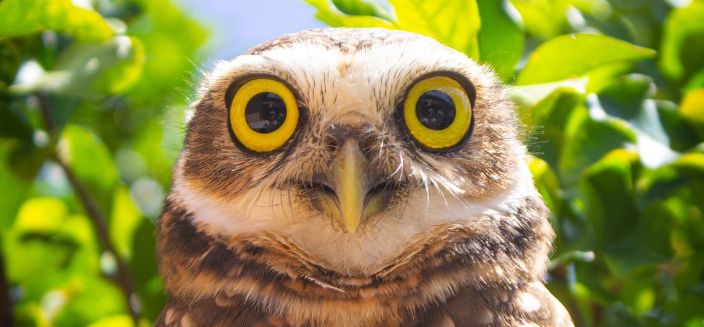 Small owl face with large, yellow, round eyes with green leaves in background
