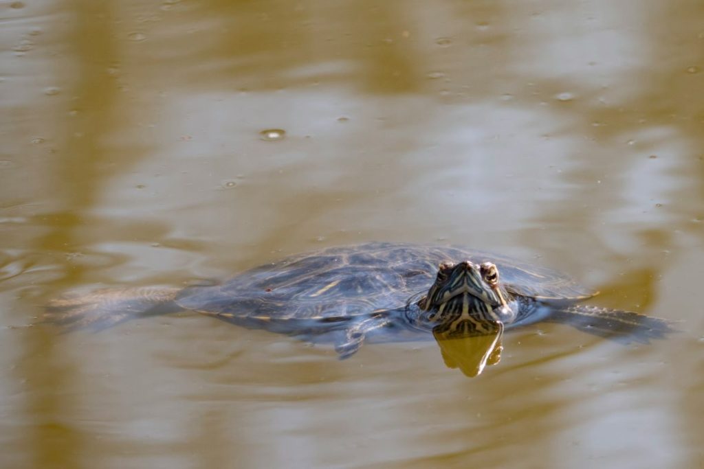 A turtle floating in brown water with a head above the water and a shell behind.
