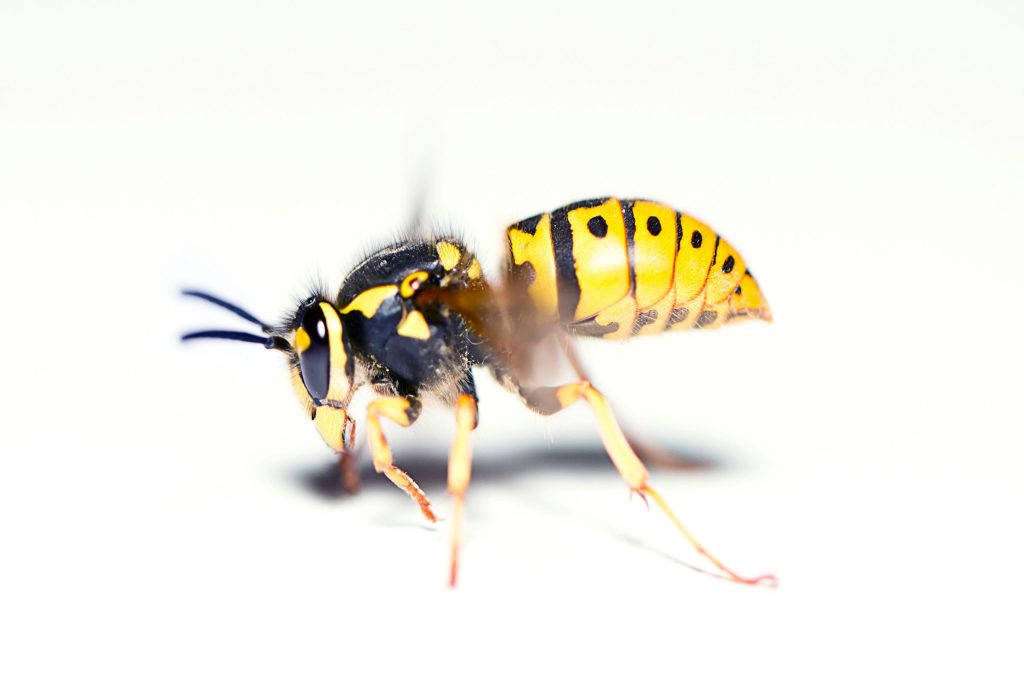 A close up of a yellow and black insect with large eyes and wings blurred