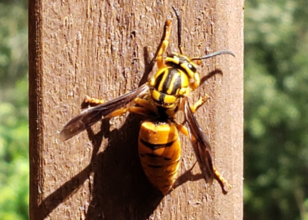 A large, yellow-and-black yellowjacket queen on a railing